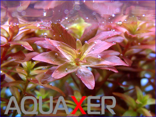   (rotala macrandra).