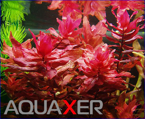   (rotala macrandra).