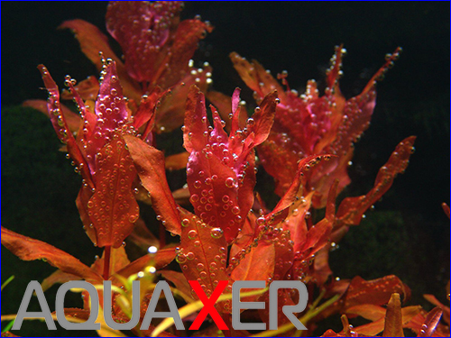   (rotala macrandra).