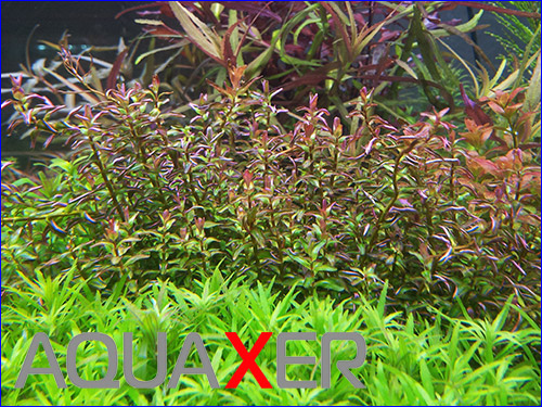 Rotala Macrandra mini type 2.