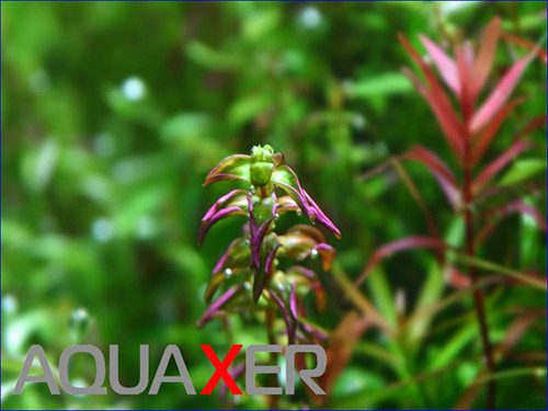 Rotala Macrandra mini type 2.
