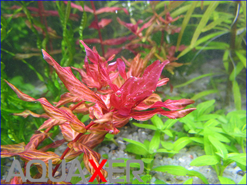    (Rotala macrandra variegated).