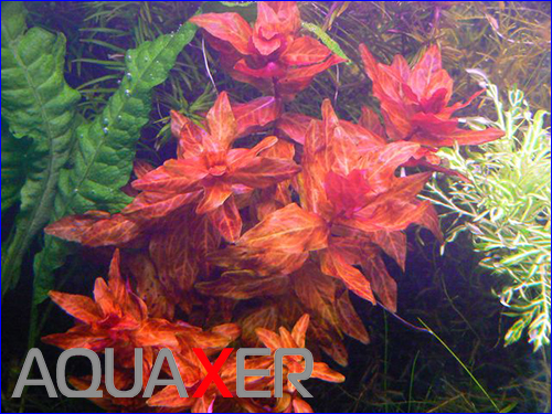    (Rotala macrandra variegated).