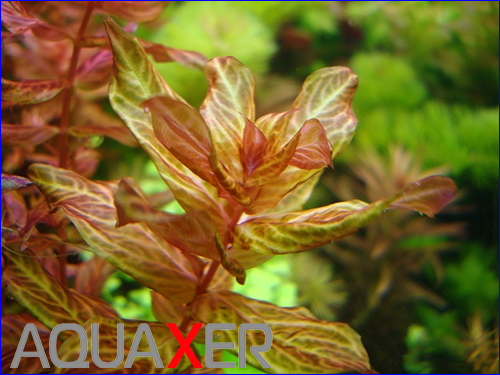   (Rotala macrandra variegated).