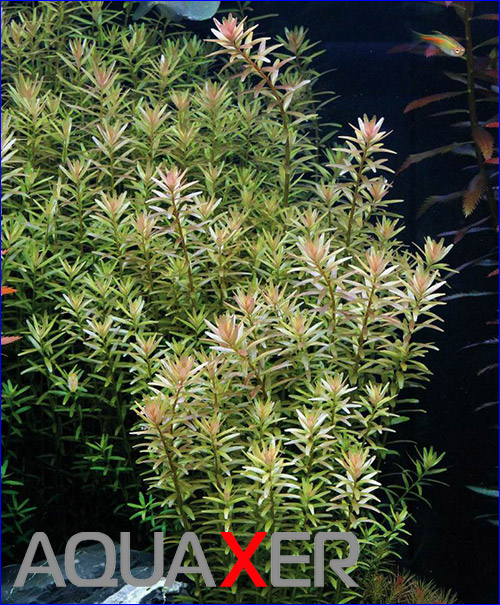  (Rotala rotundifolia).