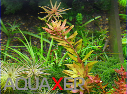   (Rotala rotundifolia).