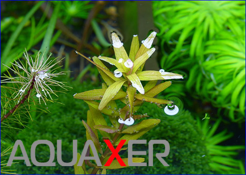   (Rotala rotundifolia).