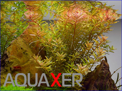   (Rotala rotundifolia).