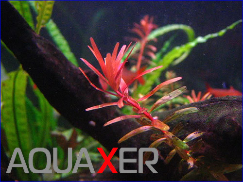 Rotala Singapore.
