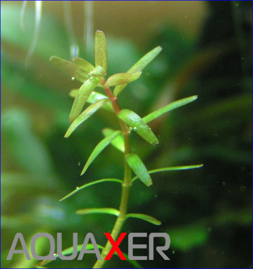 Rotala Singapore.