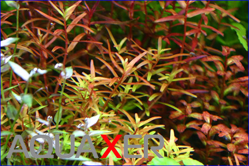 Rotala Singapore.