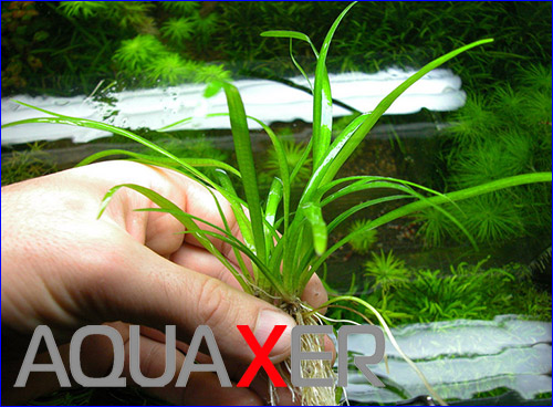   (Sagittaria subulata).