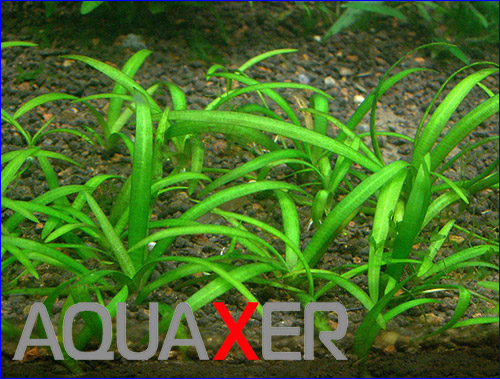   (Sagittaria subulata).