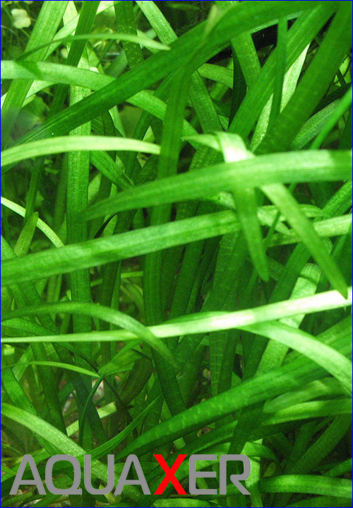  (Sagittaria subulata).