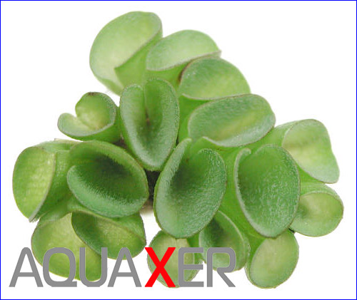   (Salvinia cucullata).