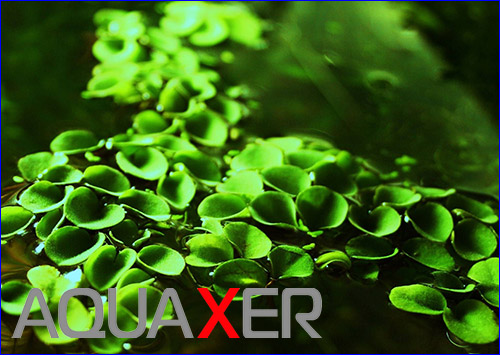   (Salvinia cucullata).