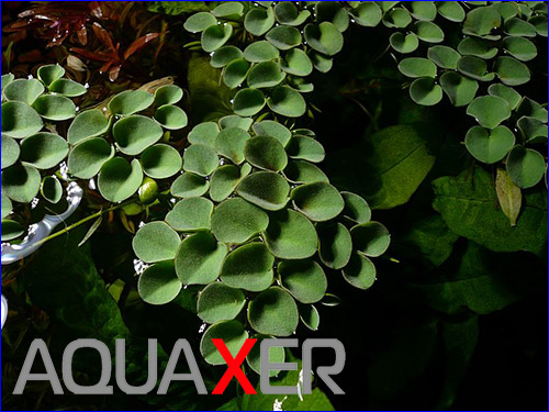   (Salvinia cucullata).