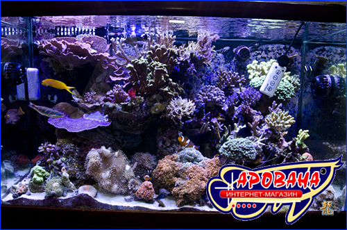 Seneye reef Seneye reef