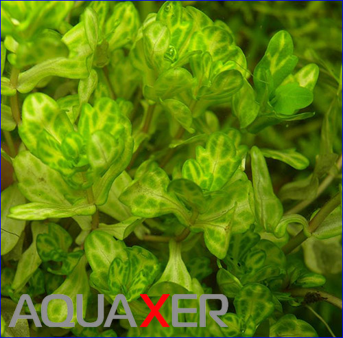   (Shinnersia rivularis).