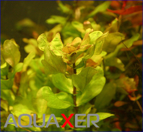   (Shinnersia rivularis).
