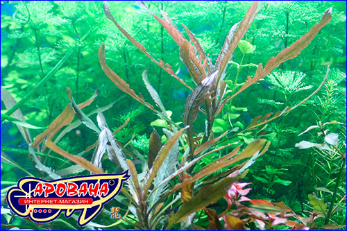   (Staurogyne sp. Bihar).
