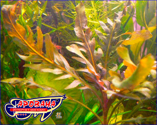   (Staurogyne sp. Bihar).