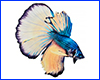 Виниловая наклейка Betta fish, N1300A. Виниловая наклейка Betta fish, N1300A.