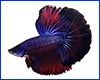 Виниловая наклейка Betta fish, N1300C. Виниловая наклейка Betta fish, N1300C.