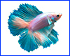 Виниловая наклейка Betta fish, N1300D. Виниловая наклейка Betta fish, N1300D.