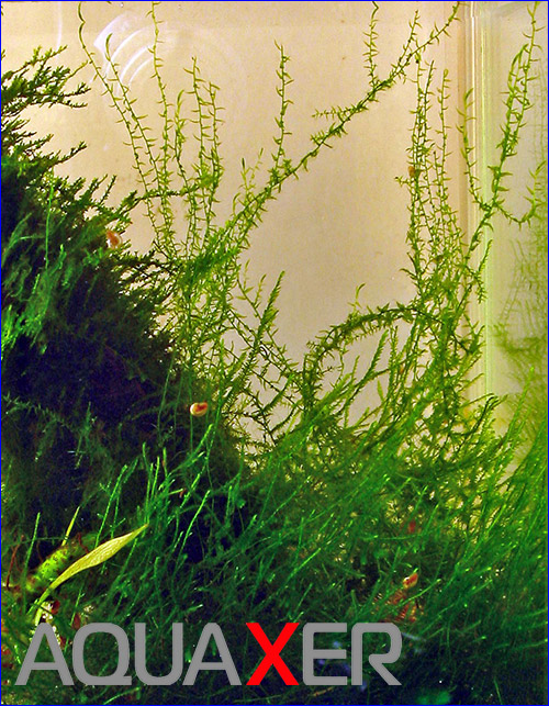   (Stringy Moss).