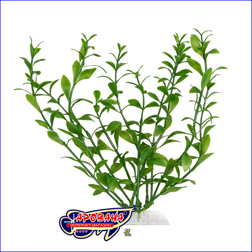 Tetra Hygrophila 5 , -   .