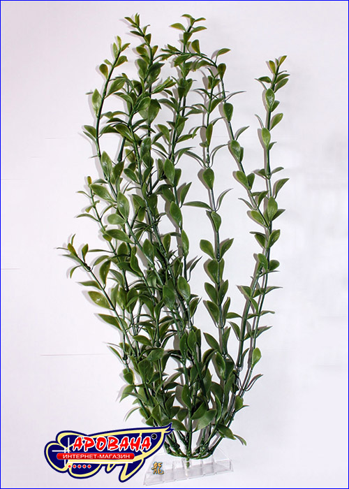 Tetra Hygrophila polysperma 46 , -  .