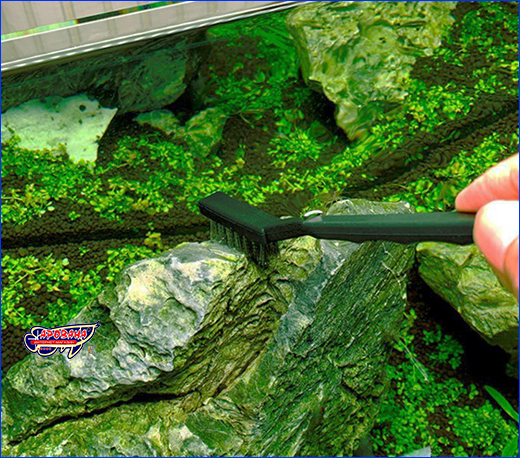  AQUAXER, Algae Cleaning S, 3 .