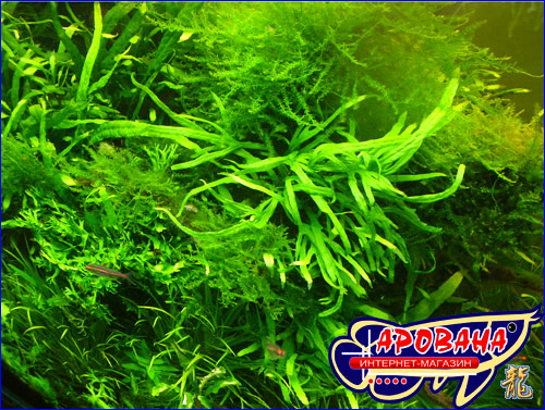Microsorum sp. Trident -     .
