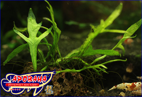  Microsorum sp. Trident -     .