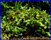  , Loxogramme s. Wave moss.