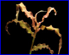 Аквариумное растение, Murdannia sp."Red".