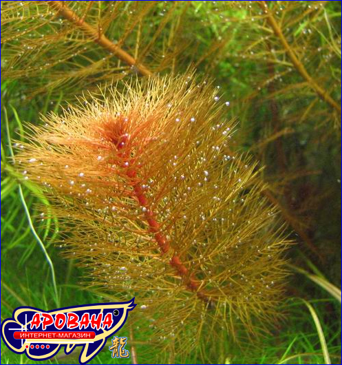 Myriophyllum tuberculatum ( ), -     .