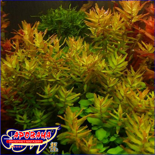 Rotala macrandra Narrow Leaf (  ), -    . 