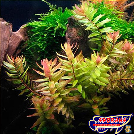 Rotala macrandra Narrow Leaf (  ), -    . 