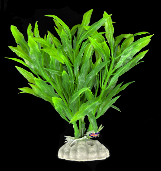  , Nomaphila stricta, 10 .