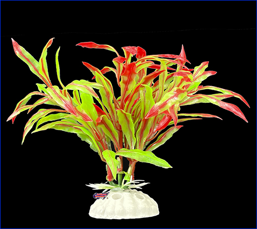  , Nomaphila stricta, -, 10 .