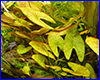 Аквариумное растение, Nymphaea sp. "Dwarf", Santarem.