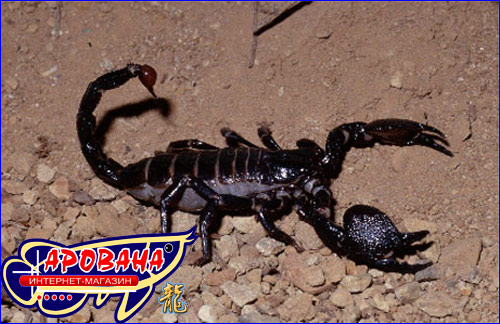  Pandinus imperator -    .