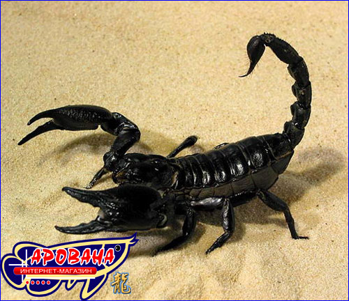  Pandinus imperator -    .