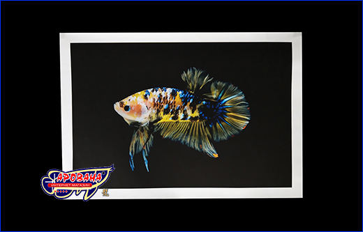  Betta fish, 2030 ,   .
