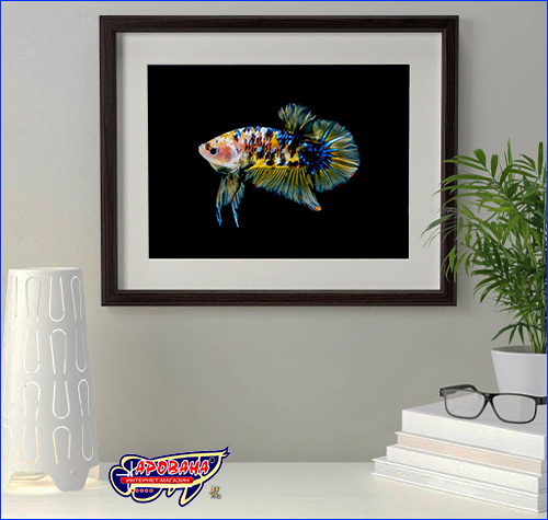  Betta fish, 2030 ,   .
