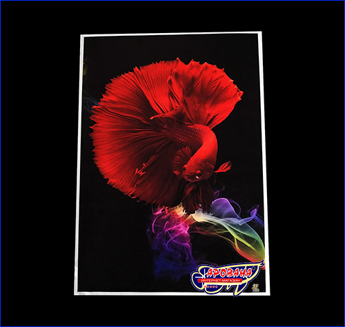 Петушок полумесяц красный, 21х30 см. Картина Betta fish, 21х30 см, петушок полумесяц красный.