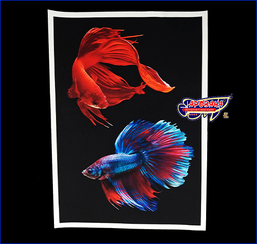  Betta fish, 2030 ,     .