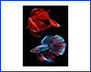 Картина Betta fish, 20х30 см, петушок вуалевый и петушок полумесяц.